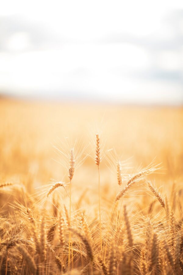 A field of glowing golden wheat