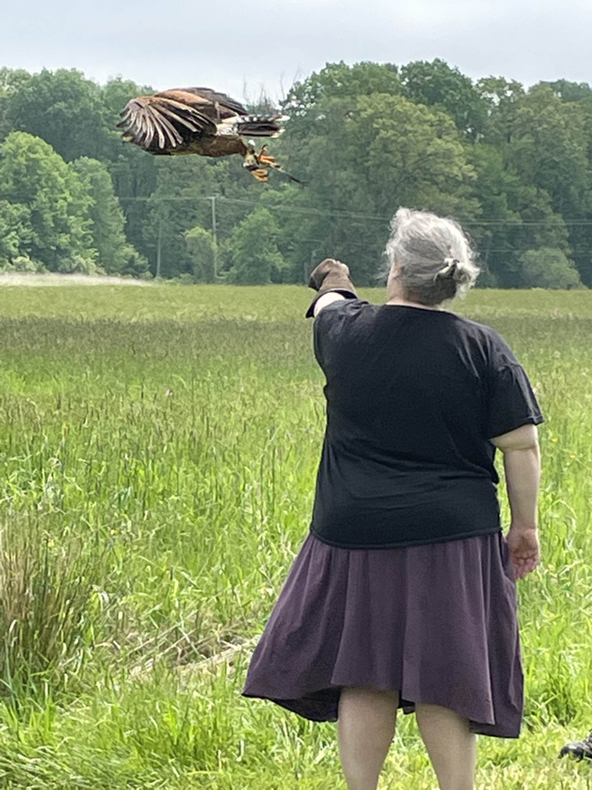 Hawk in the air, flying to the left away from my hand, and about a foot away from it. 