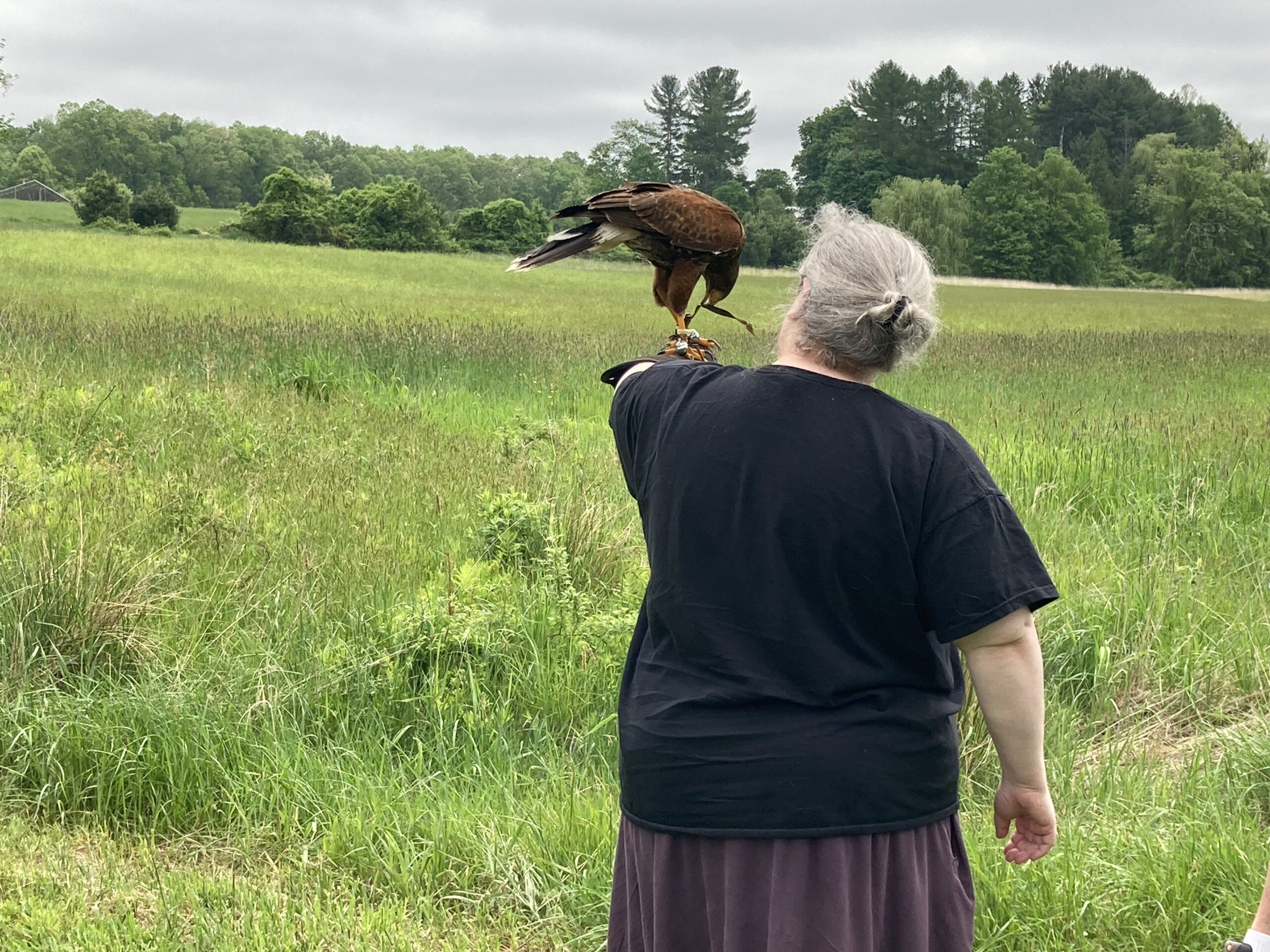 Harris's Hawk on my left (gloved) wrist, picking at his jesses. I am a silver haired larger woman in a black t-shirt and heathery purple skirt, standing in a large open field. 