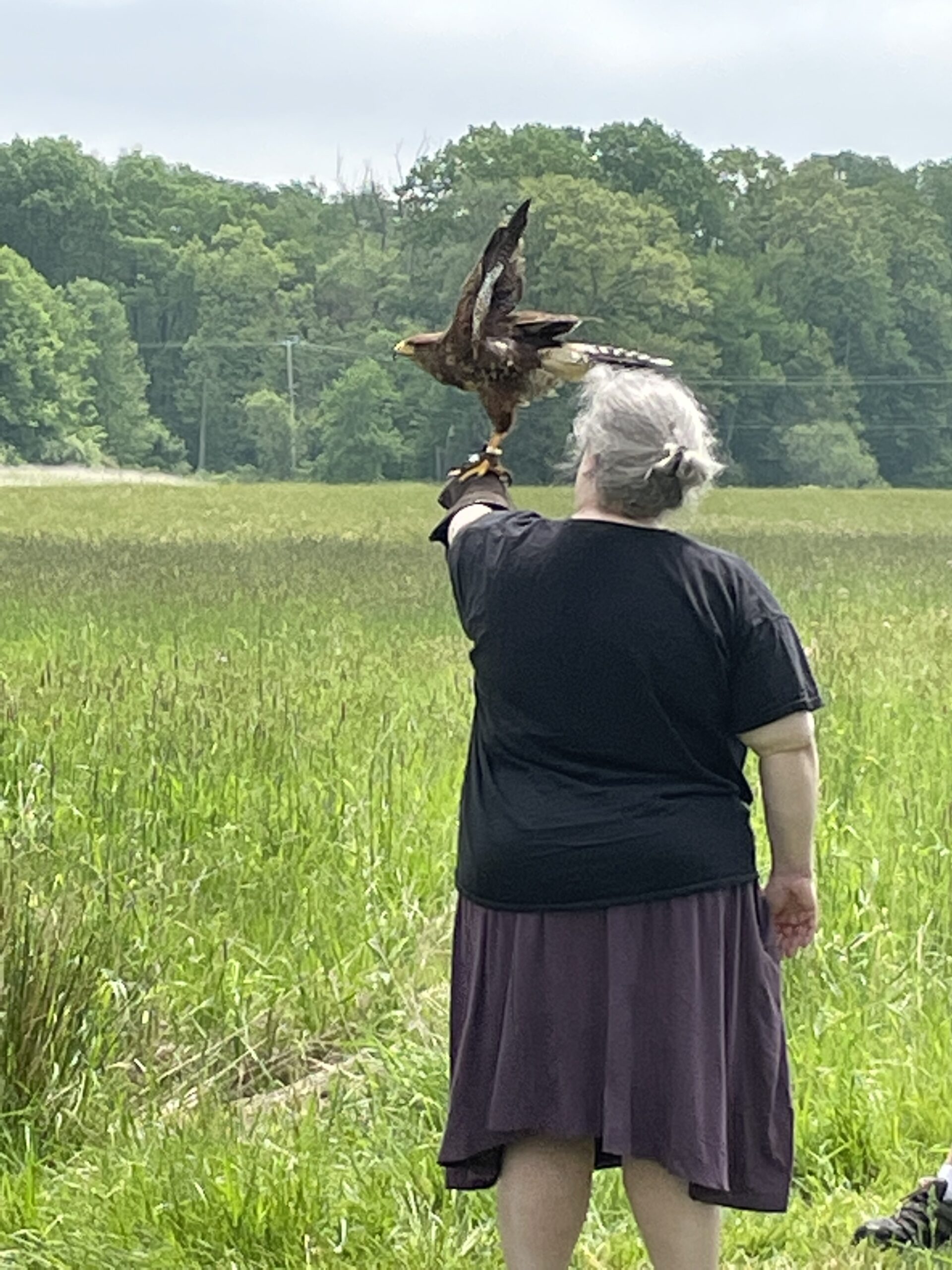 Hawk caught in the moment of taking off, wings up and back, body parallel to the ground.