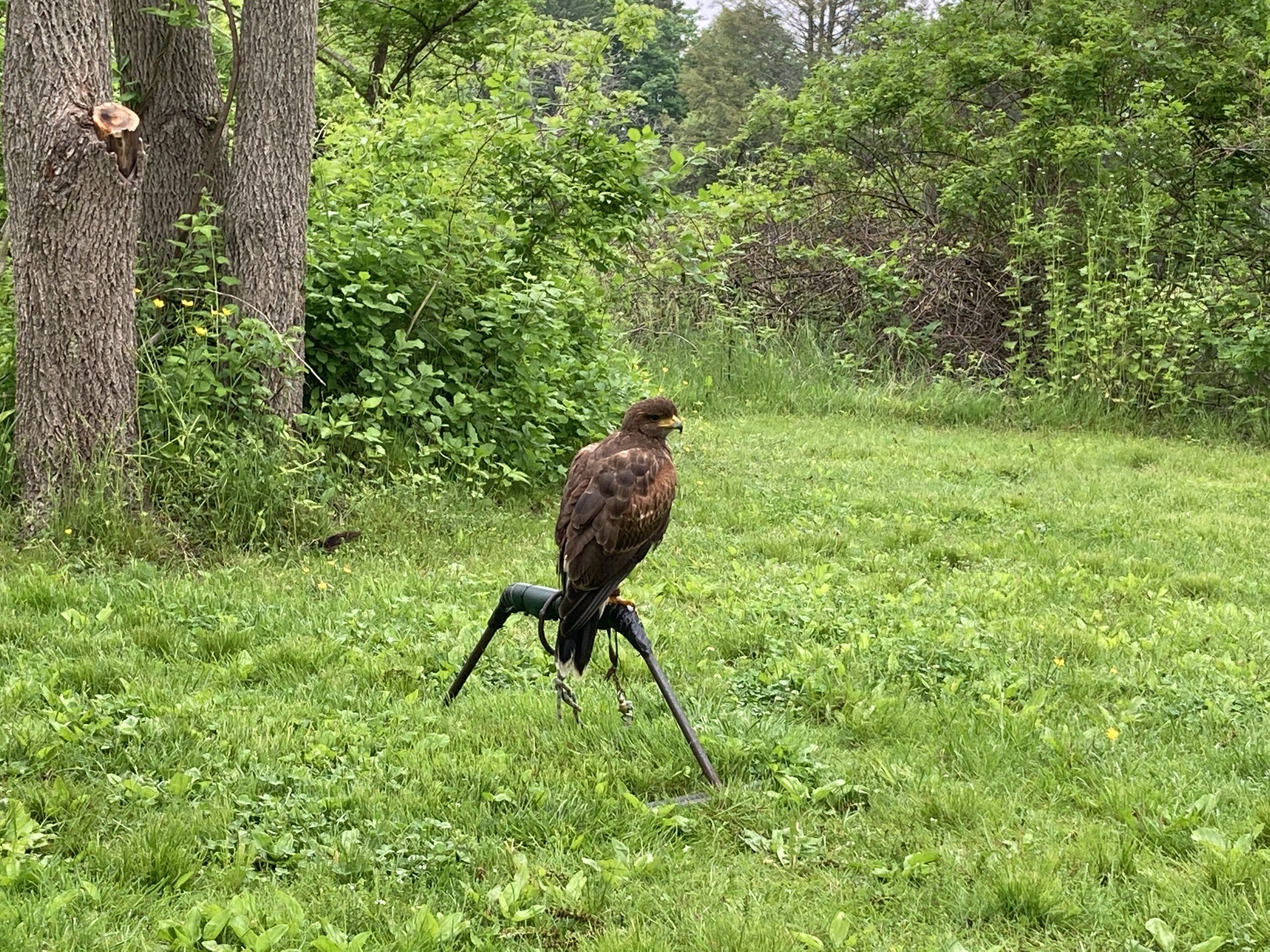 A Harris's hark on a ground perch in a green grassy field. The bird is looking off to the right, relaxed but curious. 