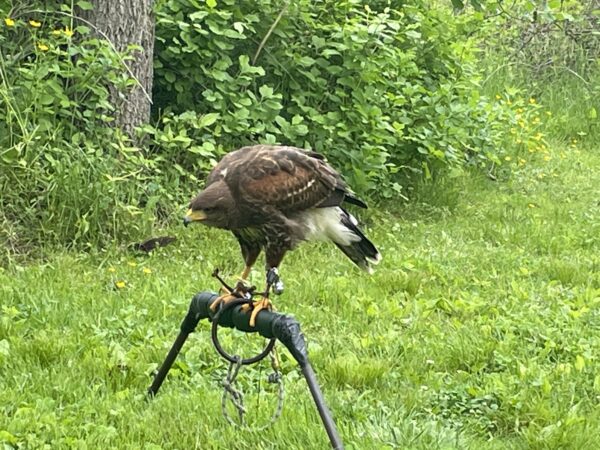 A Harris's hawk on a perch, head forward and back arched, seeing something it's not sure about. 